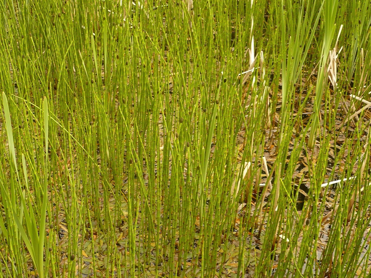 Equisetum fluviatile (Equisetaceae)